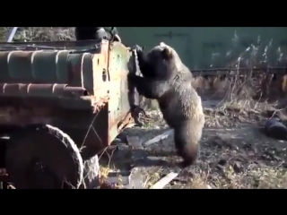 russian men play with a wild bear. heccrbt ve;brb buhf n c lbrbv vtldtltv.